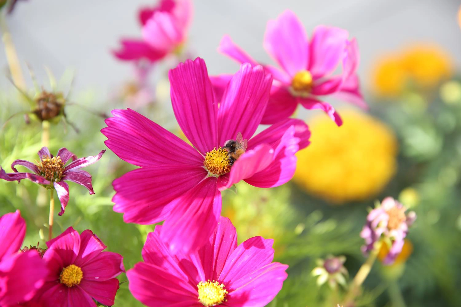London Garden Photography Bright Pink flower with bee by MAKSAM Photography