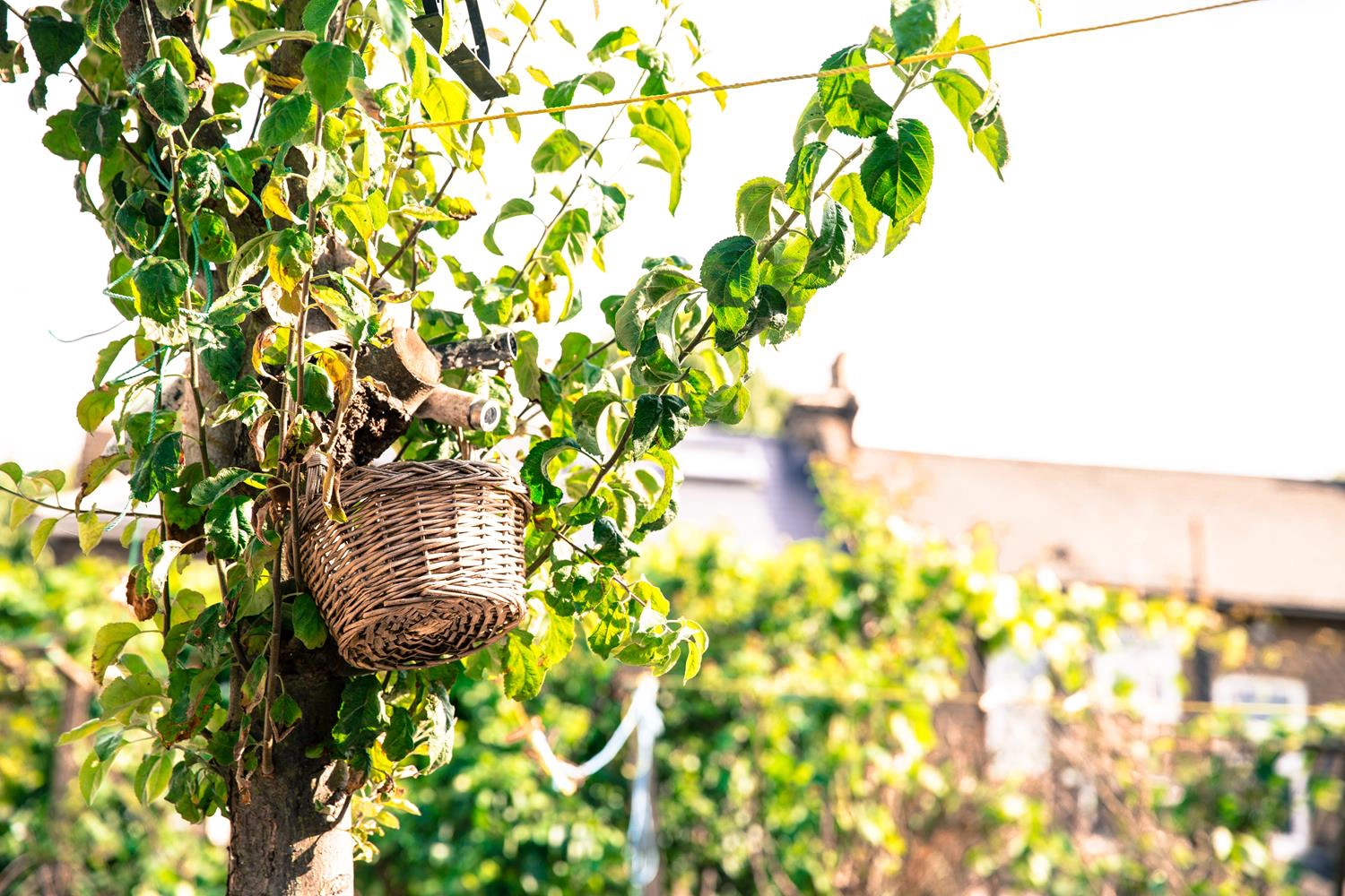 London Garden Photography Basket on Apple Tree by MAKSAM Photography