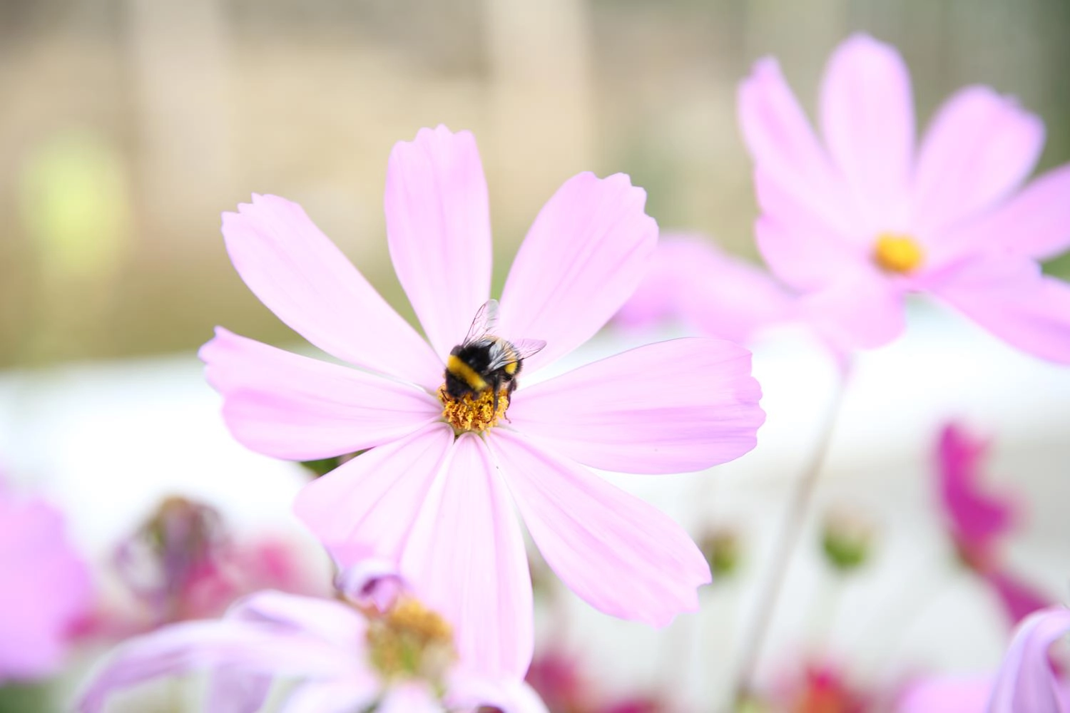 Pink Flower and Bee - London Garden Photography by MAKSAM Photography