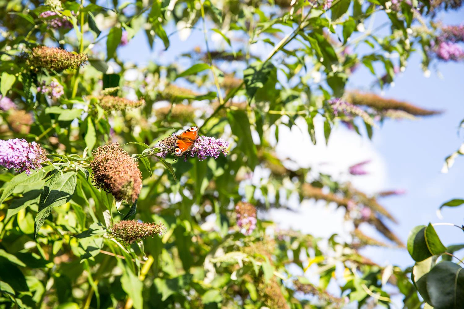 London Garden Photography by MAKSAM Photography